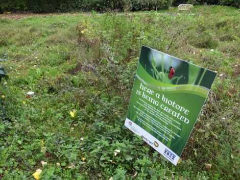 Meadow in Brussels